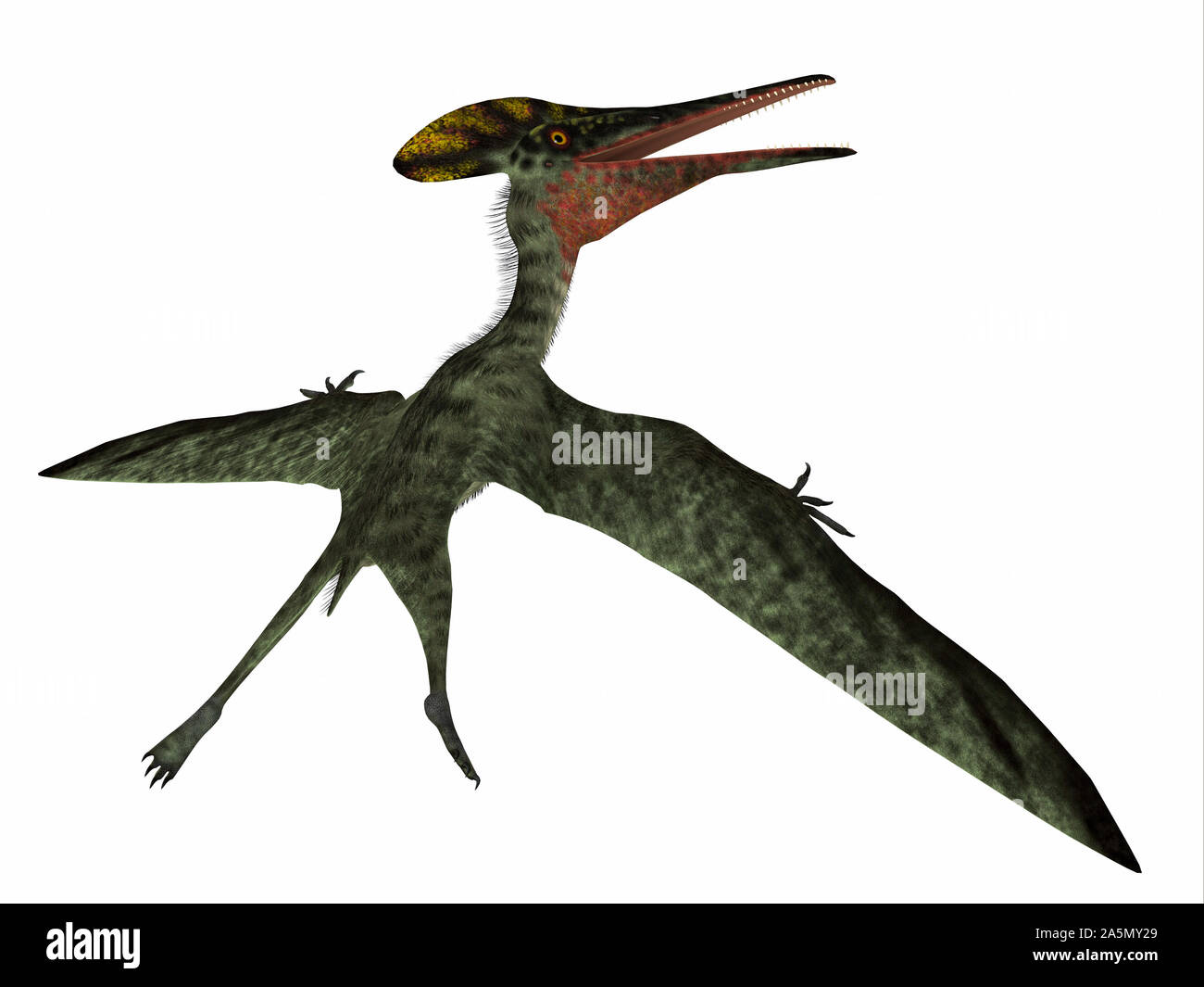 Pterodactylus era un carnivoro di uccelli predatori che vivevano in Baviera, Germania durante il Giurassico. Foto Stock
