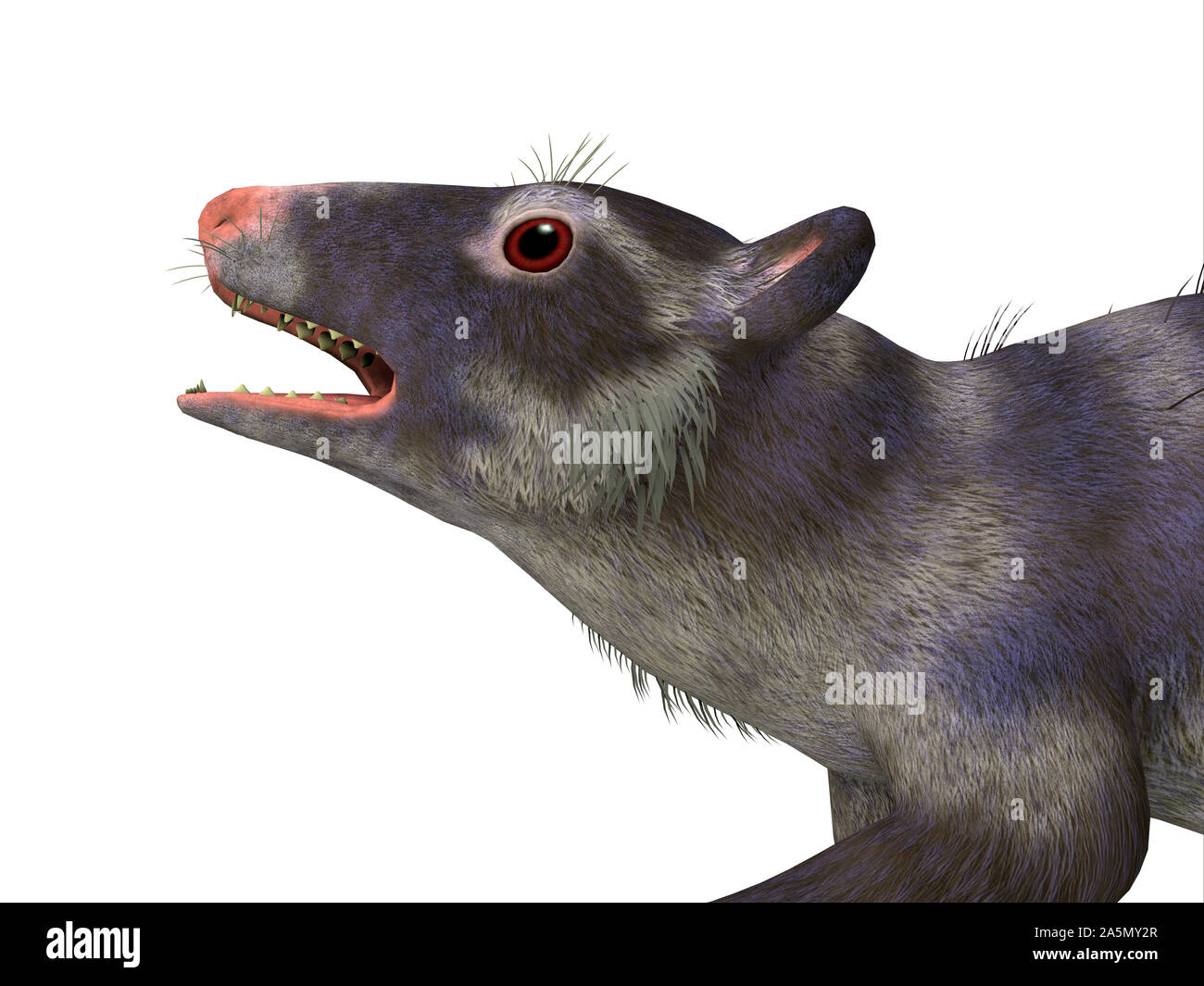 Purgatorius era un proto-primate che vivevano in Montana, Nord America durante il Cretacico. Foto Stock