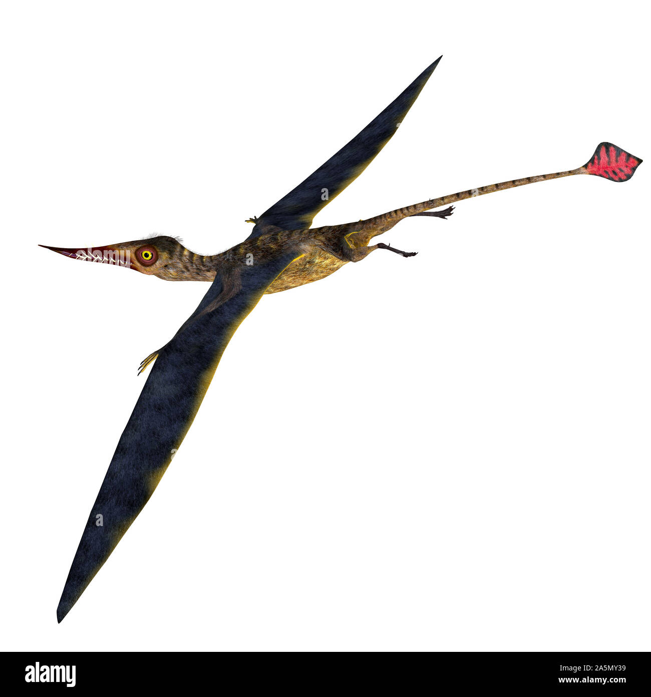 Rhamphorhynchus era un carnivoro di uccelli predatori che vivevano in Europa durante il Giurassico. Foto Stock