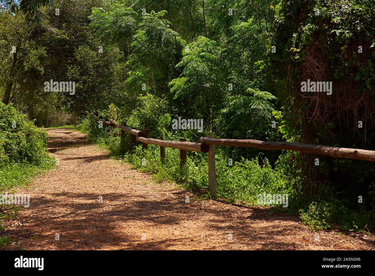 Sentiero natura nella foresta nativa del parco nazionale Foto Stock