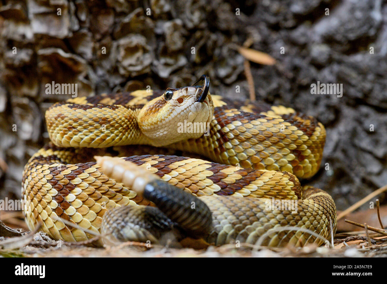 Western Black-tailed Rattlesnake, (Crotalus molossuss), Sonora, Messico. Foto Stock