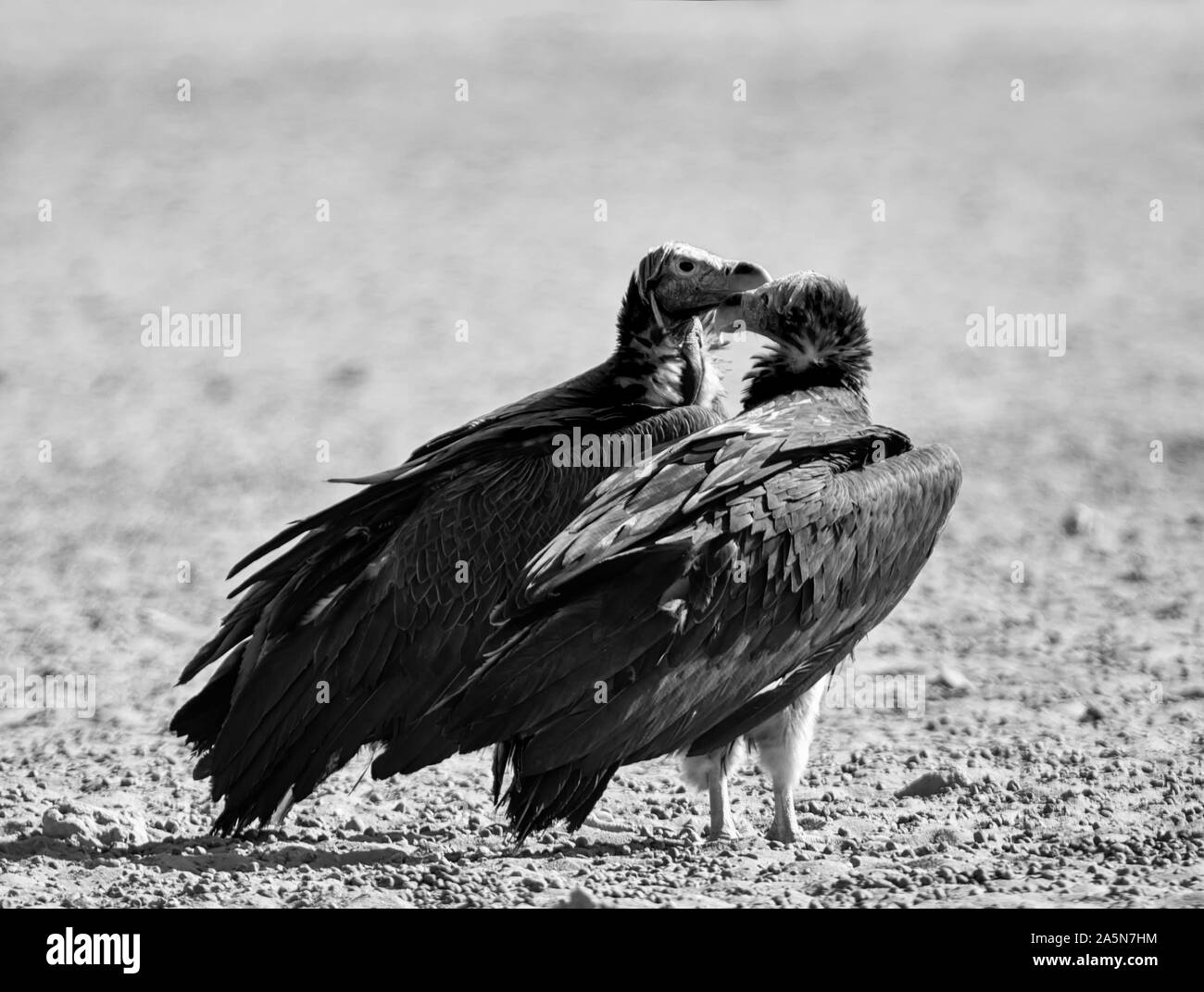 Una coppia di falda-di fronte gli avvoltoi nel sud della savana africana Foto Stock