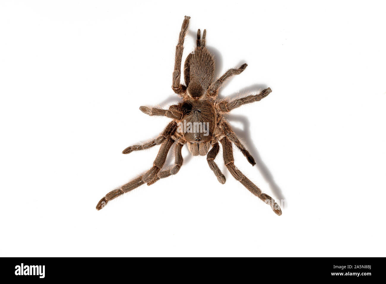 Specie asiatiche Tarantola spider trovati in Thailandia, il nome scientifico è 'Haplopelma minaz Theraphosidae Haplopelma'. Foto Stock