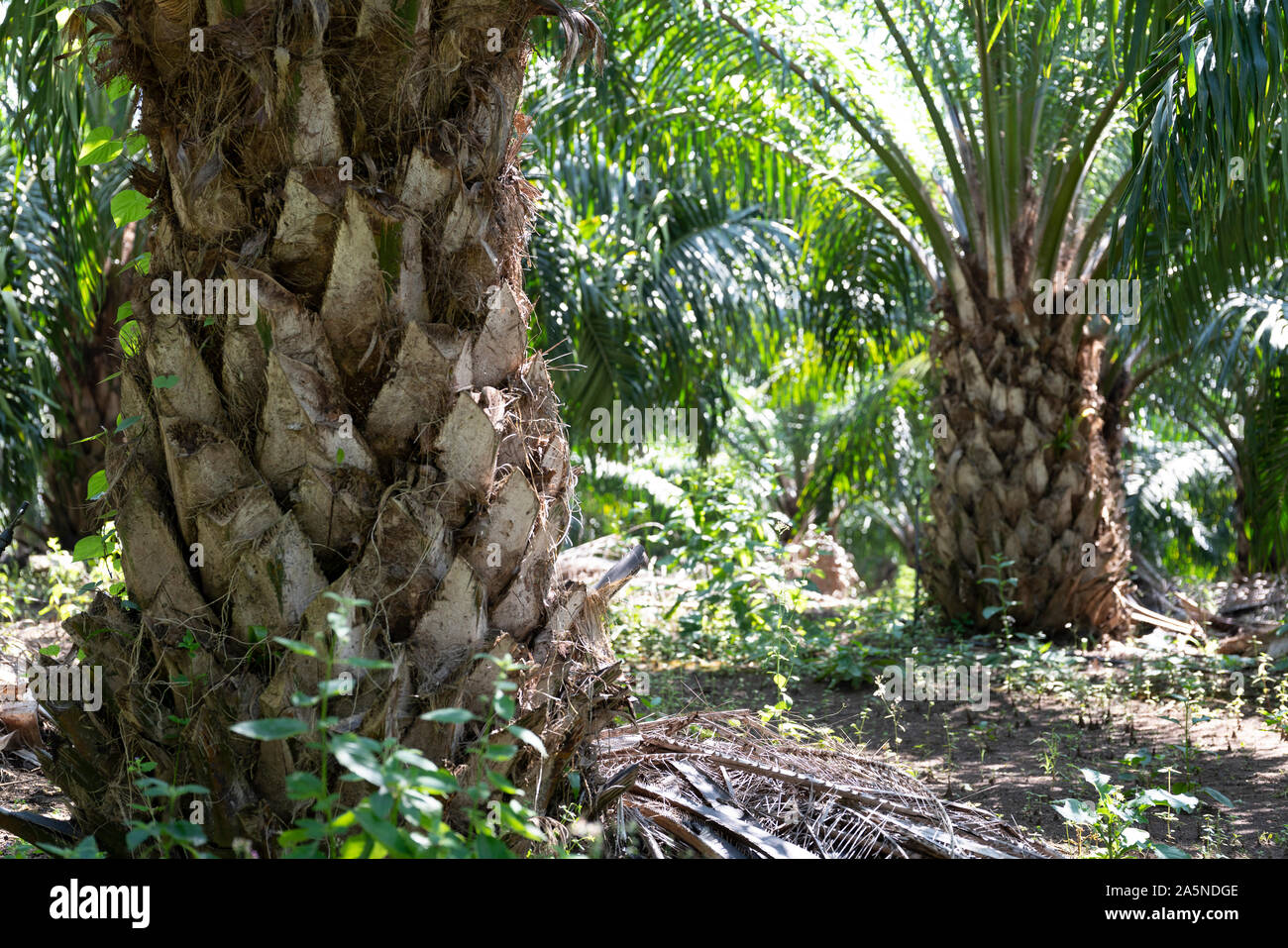 10 Semi Elaeis guineensis africano palma da olio 
