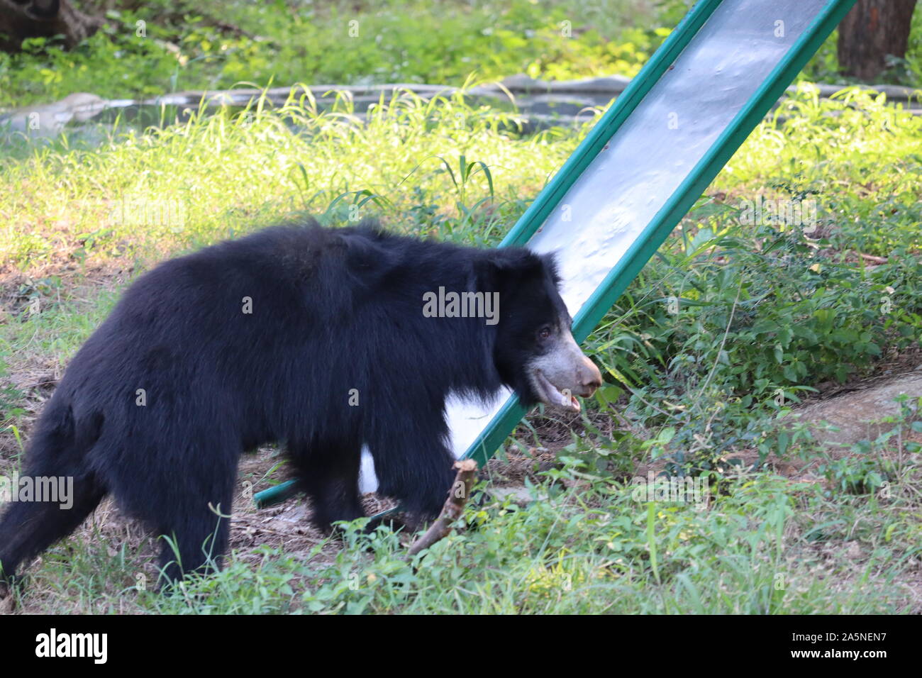 Un singolo wild Black Bear Cub cerca cibo lungo un pendio di rocce di ribaltamento tra i giovani alberi sempreverdi. Il giovane orso è solo un paio di mont Foto Stock