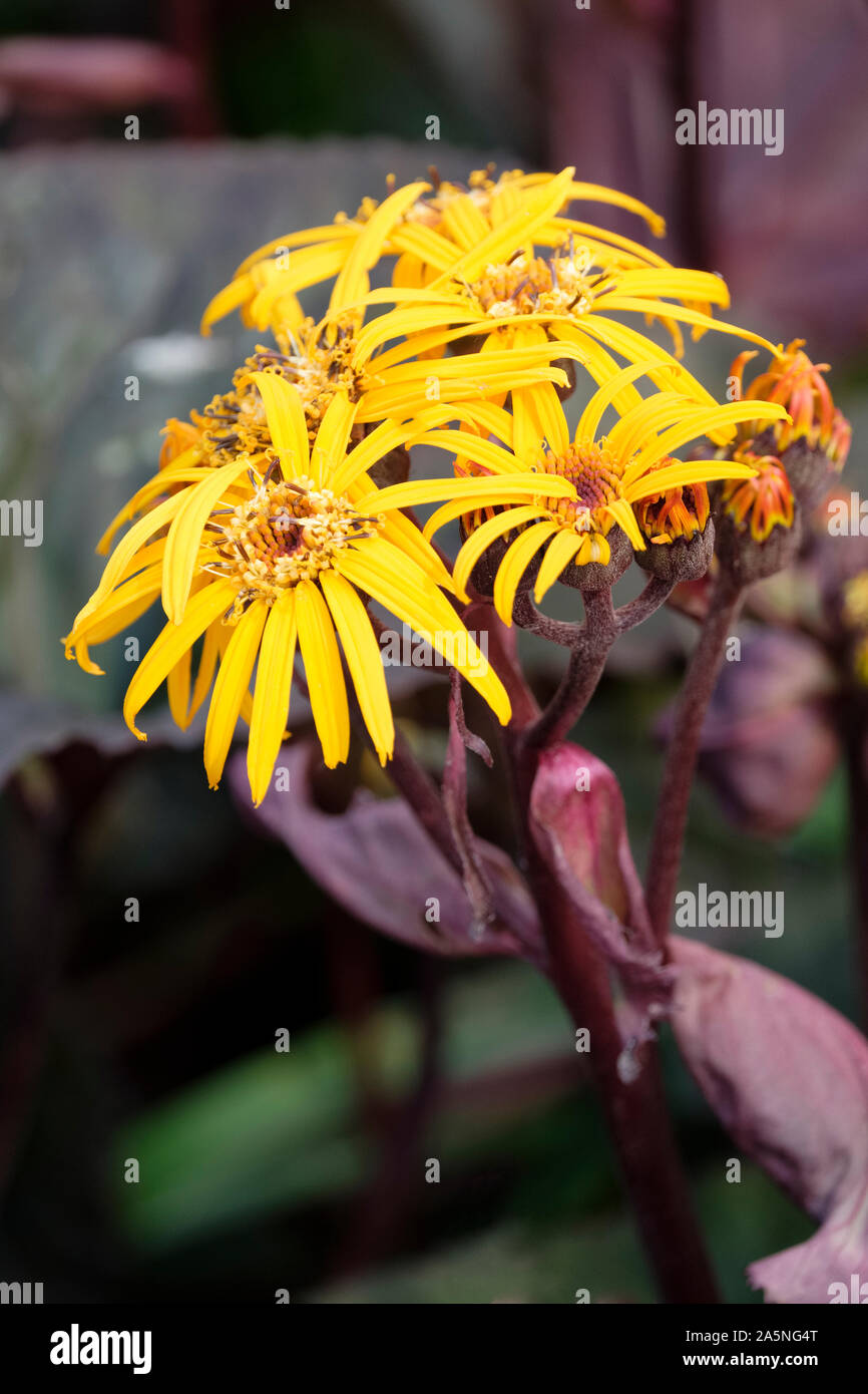 Giallo grappoli di fiori di Ligularia 'Britt Marie Crawford' (Leopard impianto 'Britt Marie Crawford'), Ligularia dentata 'Britt-Marie Crawford' Foto Stock