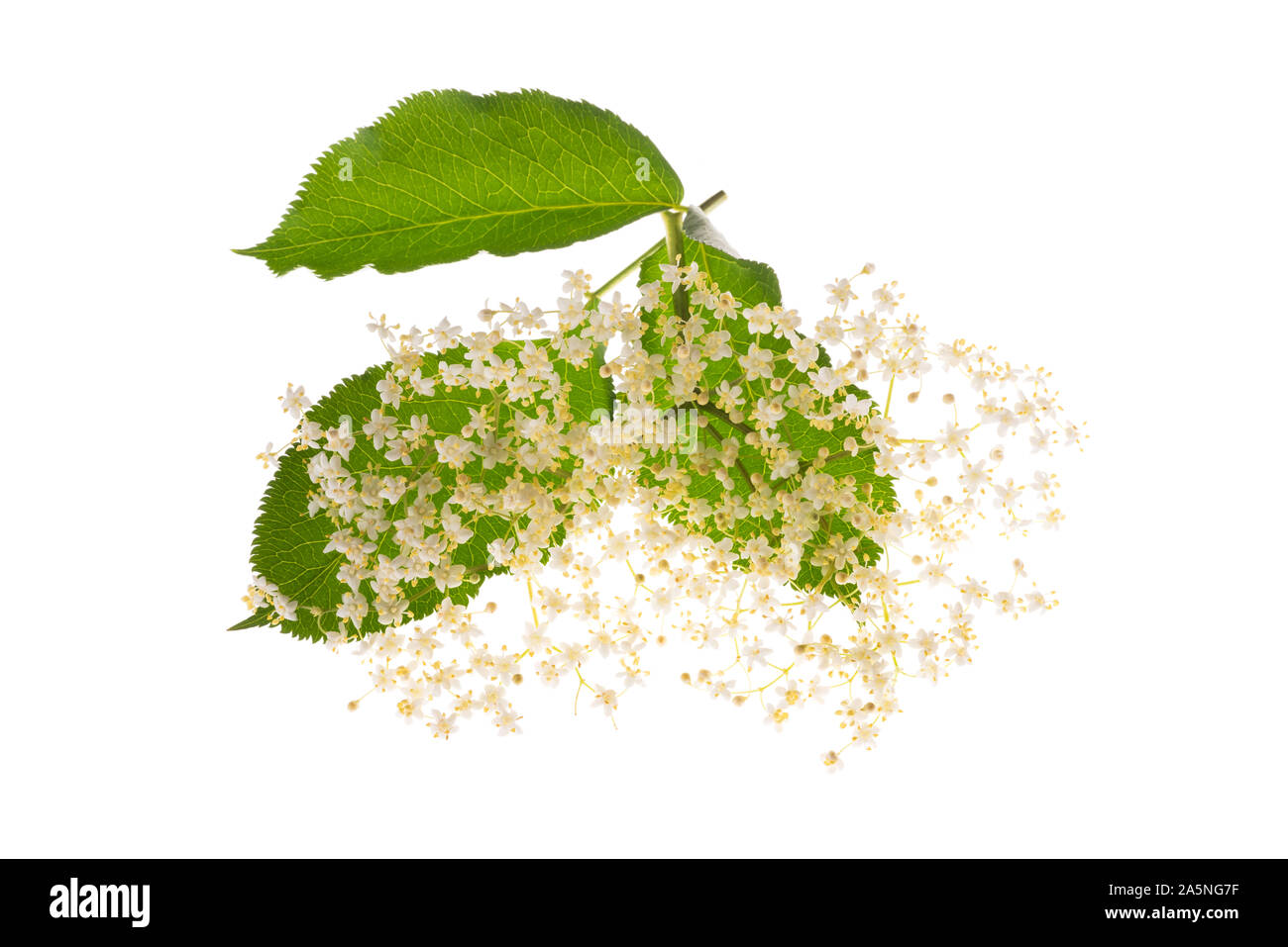 Fiori di sambuco isolato su uno sfondo bianco Foto Stock