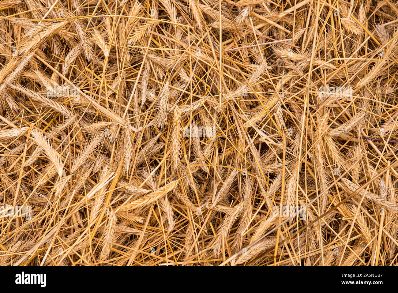Sfondo di spighe di grano essiccato Foto Stock