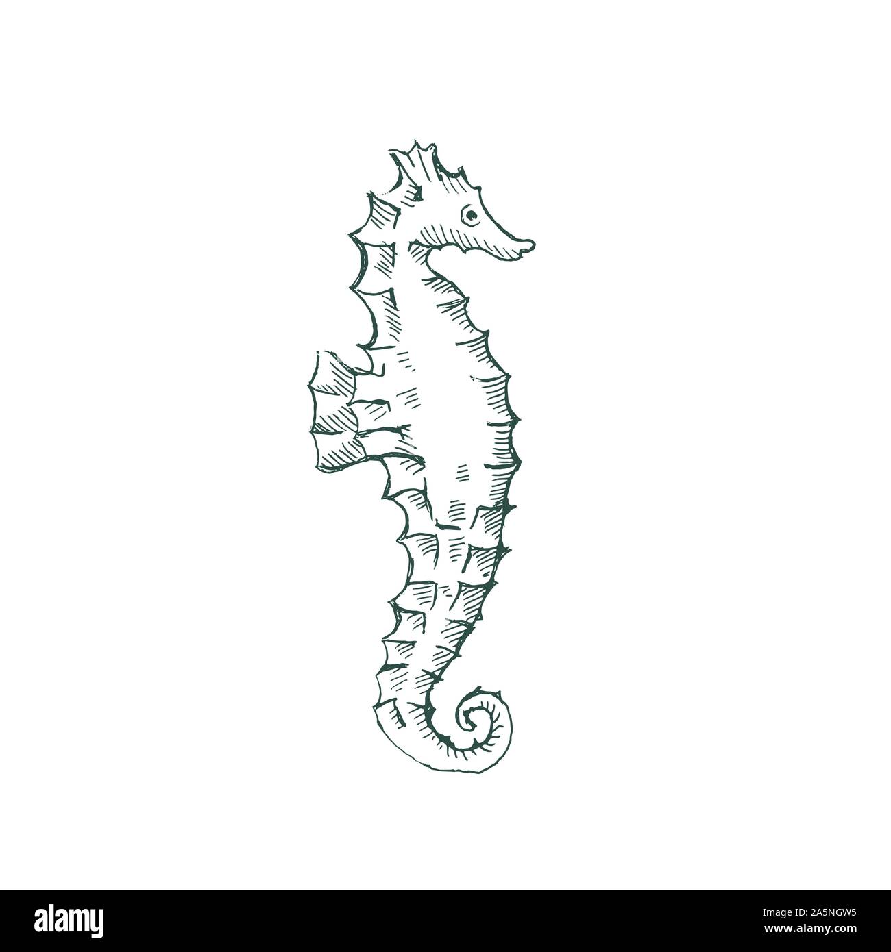 Cavallo di acqua illustrazione vettoriale. Cavallo di acqua del disegno a mano. Acqua logo cavallo vettore. Sea Horse logo Illustrazione Vettoriale