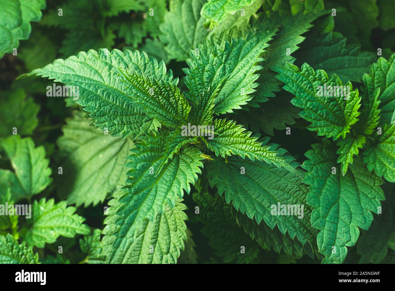 Boccola della sensazione puntoria-ortiche. Ortica foglie. Vista dall'alto. Modello di botanica. Verde di ortica comune. Foto Stock