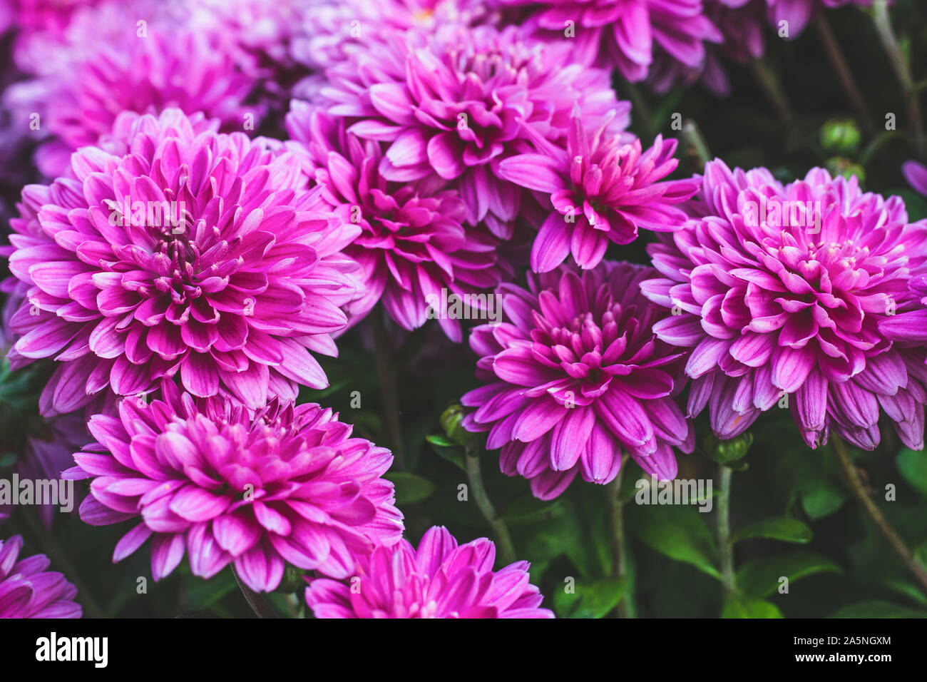 Crisantemo rosa fiori, autunno in ottobre. Crisantemi pattern, sfondo. La botanica texture. Flower daisy design. Floreali sfondi viola. Foto Stock