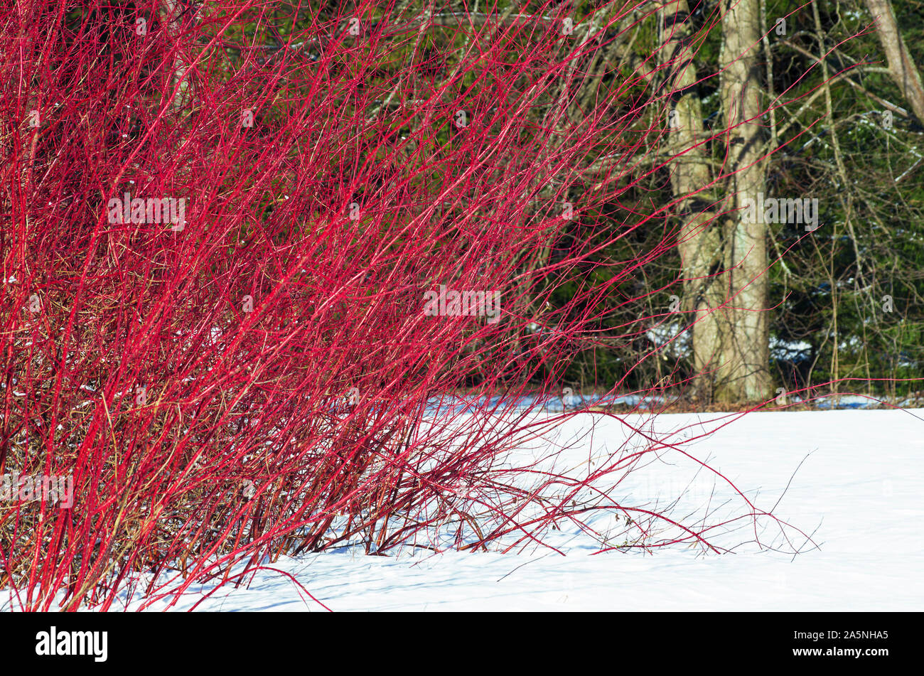 Paesaggio invernale con un arbusto di salice rosso con lunghe aste tra la neve Foto Stock