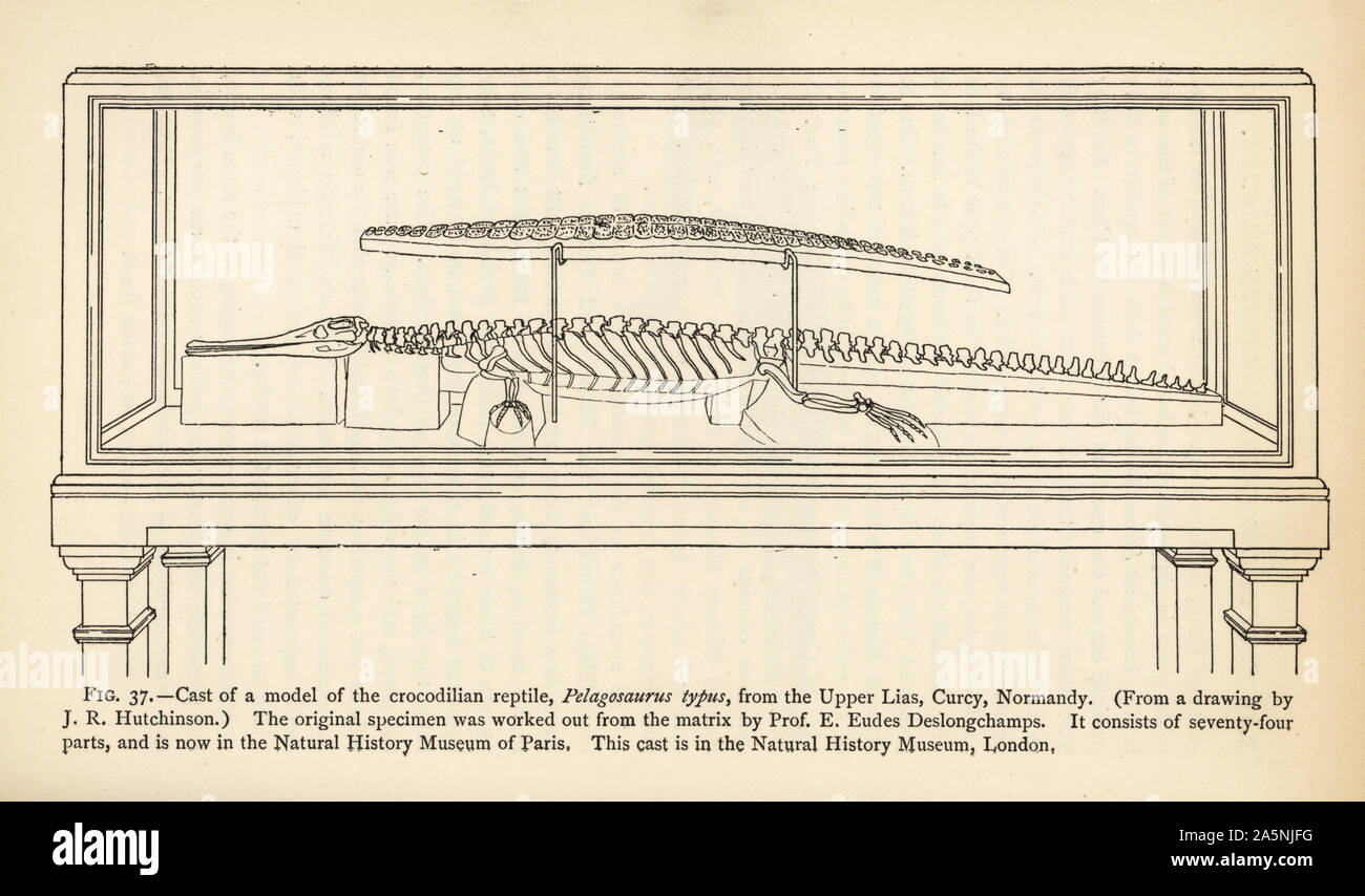 Cast di un modello del coccodrillo Pelagosaurus typus dal Lias superiore, Curcy, in Normandia. Il campione originale è stato lavorato fuori dalla matrice dal Professor E. Eudes Deslongchamps. Incisione dopo una illustrazione da J.R. Hutchinson da Henry Neville Hutchinson di creature di altri giorni, popolare gli studi di paleontologia, Chapman e Hall, Londra, 1896. Foto Stock