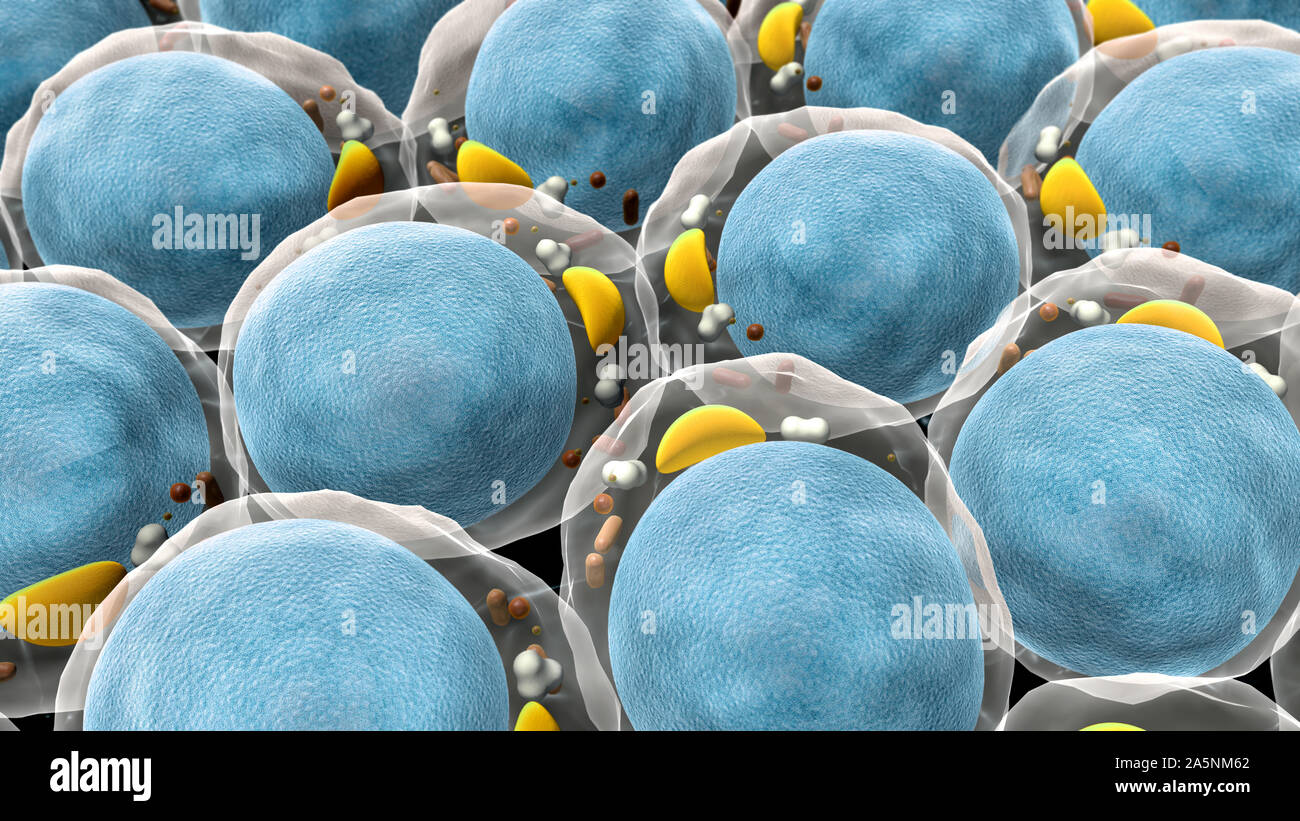 Campo di cellule di grasso, alta qualità 3D render di cellule di grasso, la struttura della molecola, recettori presenti sulla superficie di cellule Foto Stock