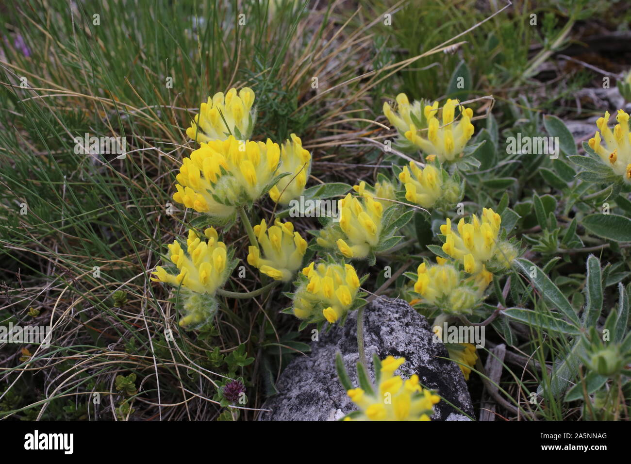 Anthyllis vulneraria - selvaggio fiore Foto Stock