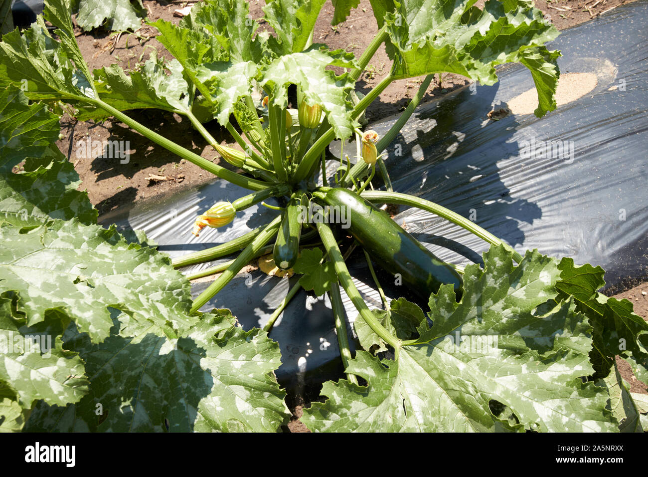 In crescita le zucchine zucchine sotto plastica in terreni agricoli indiana USA Foto Stock