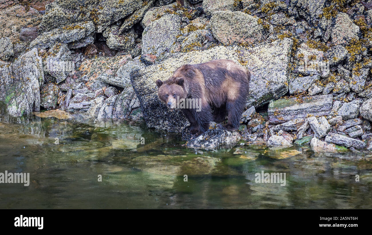 Orso grizzly a riflusso in cerca di cozze e granchi in corrispondenza di una zona costiera, Canada Foto Stock