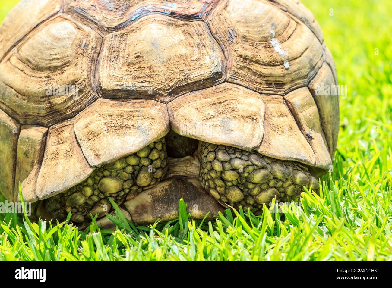 In prossimità di un vecchio tortoise nascondendo nel suo guscio, Namibia, Africa Foto Stock