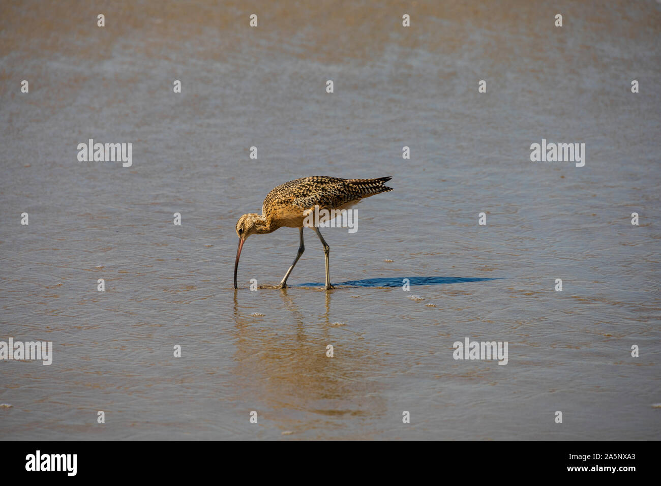 American lungo Curlew fatturati, Numenius americanus, la spiaggia di Santa Monica, California, Stati Uniti d'America. Stati Uniti d'America. Ottobre 2019 Foto Stock