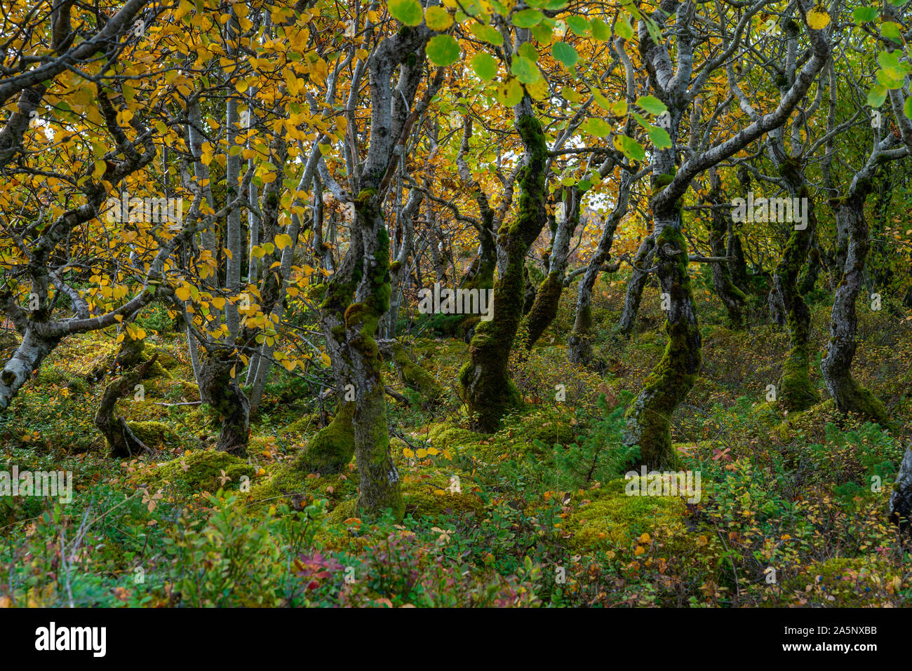 Mistero foresta, vecchi alberi in una piccola foresta vicino la famosa montagna Torghatten,Helgeland,Norvegia settentrionale. Autunno 2019 Foto Stock