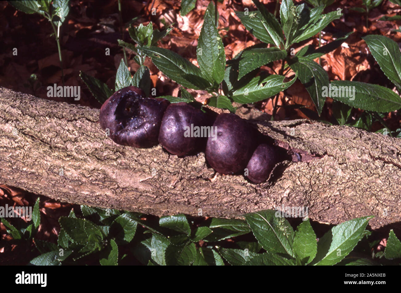 Funghi; KING ALFRED'S torte; crampi sfera; DALDINIA CONCENTRICA Foto Stock