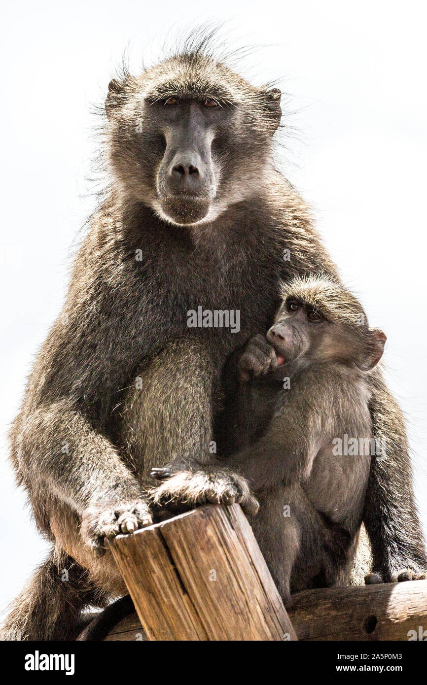 Ritratto di un babbuino con il suo bambino, Namibia, Africa Foto Stock