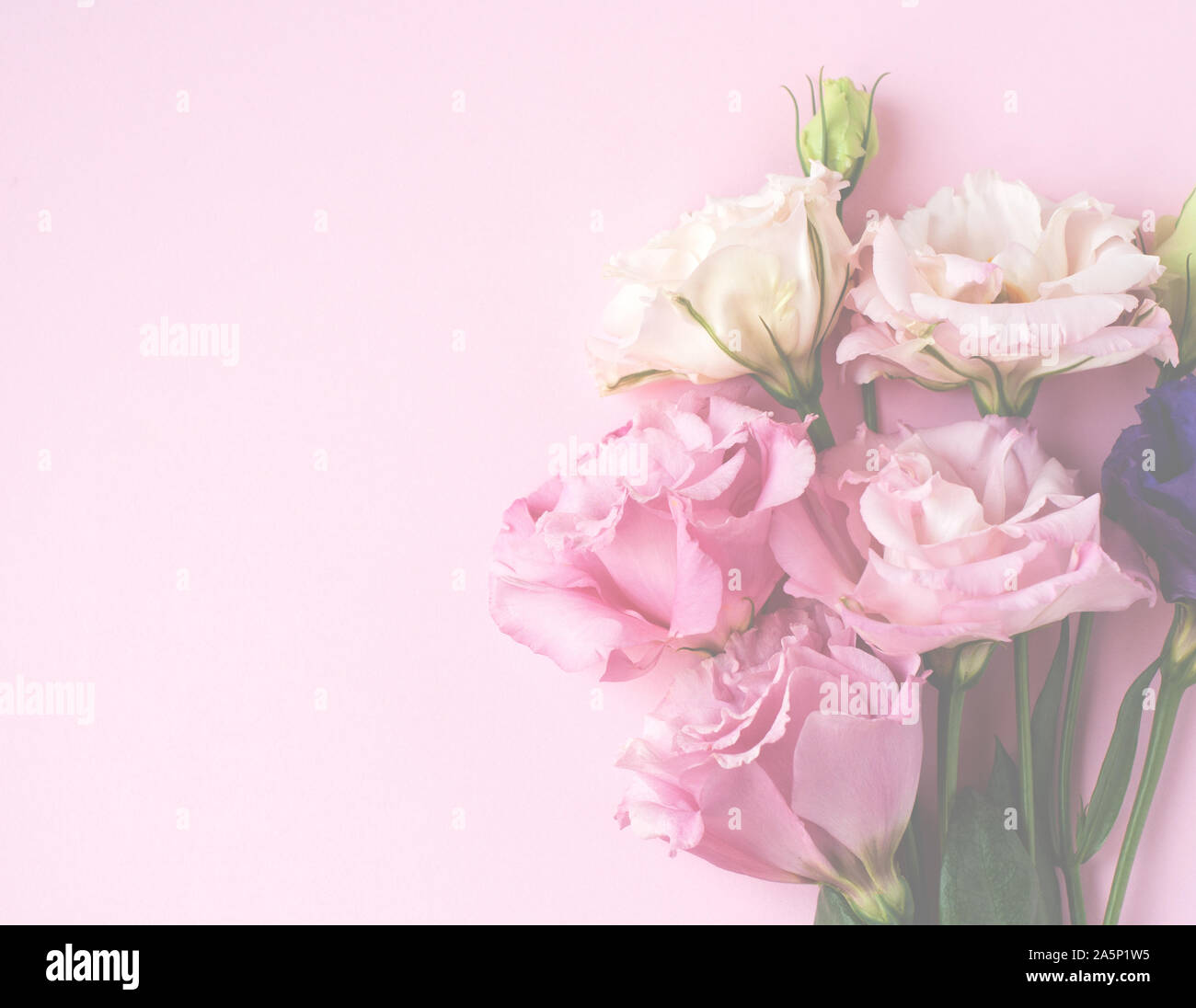 Bella rosa, viola e bianco fiore eustoma (lisianthus) in piena fioritura con foglie verdi. Bouquet di fiori su sfondo rosa. Foto Stock