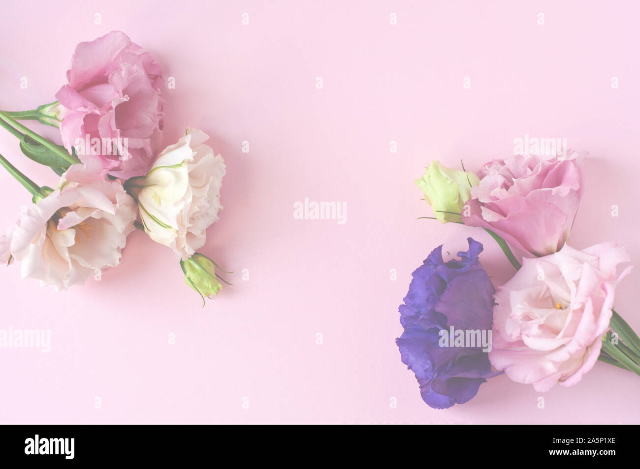 Bella rosa, viola e bianco fiore eustoma (lisianthus) in piena fioritura con foglie verdi. Bouquet di fiori su sfondo rosa. Lay piatto. Foto Stock