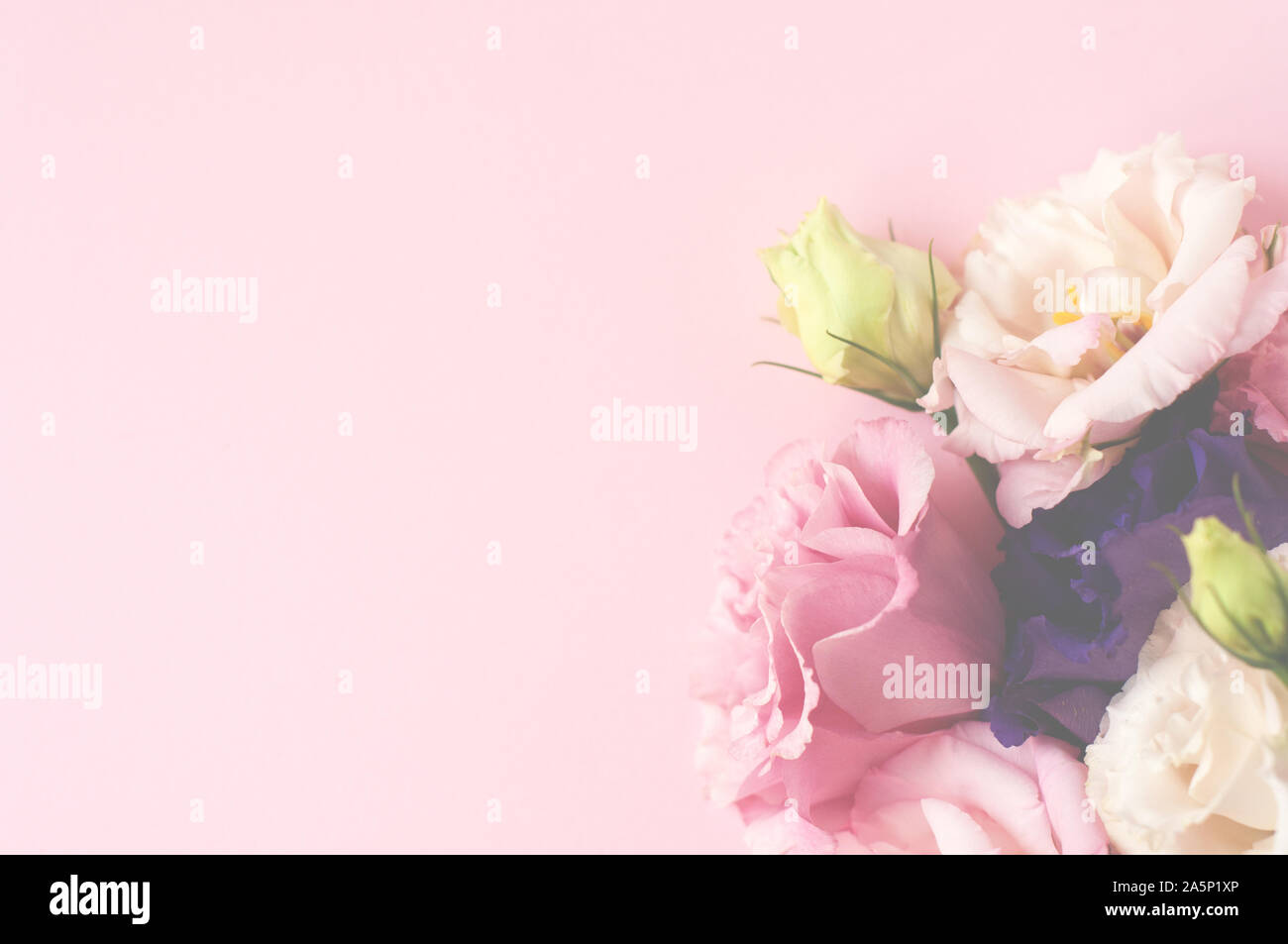 Bella rosa, viola e bianco fiore eustoma (lisianthus) in piena fioritura con foglie verdi. Bouquet di fiori su sfondo rosa. Lay piatto. Foto Stock