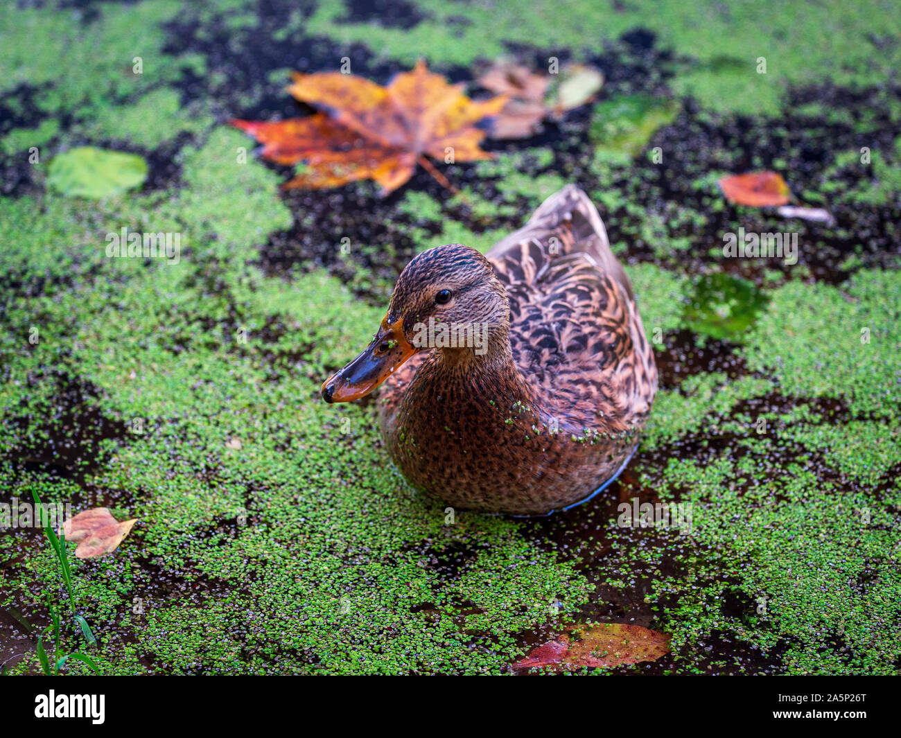 Feamle germano reale sul lago di foresta in autunno. Anatra in cerca di cibo sull'acqua coperto con foglie cadute e lenticchie d'acqua Foto Stock