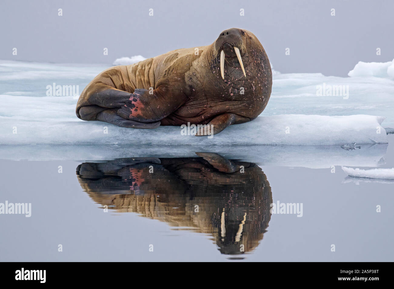 Tricheco (Odobenus rosmarus) appoggiato su ghiaccio floe nell'Oceano Artico a Svalbard / Spitsbergen, Norvegia Foto Stock