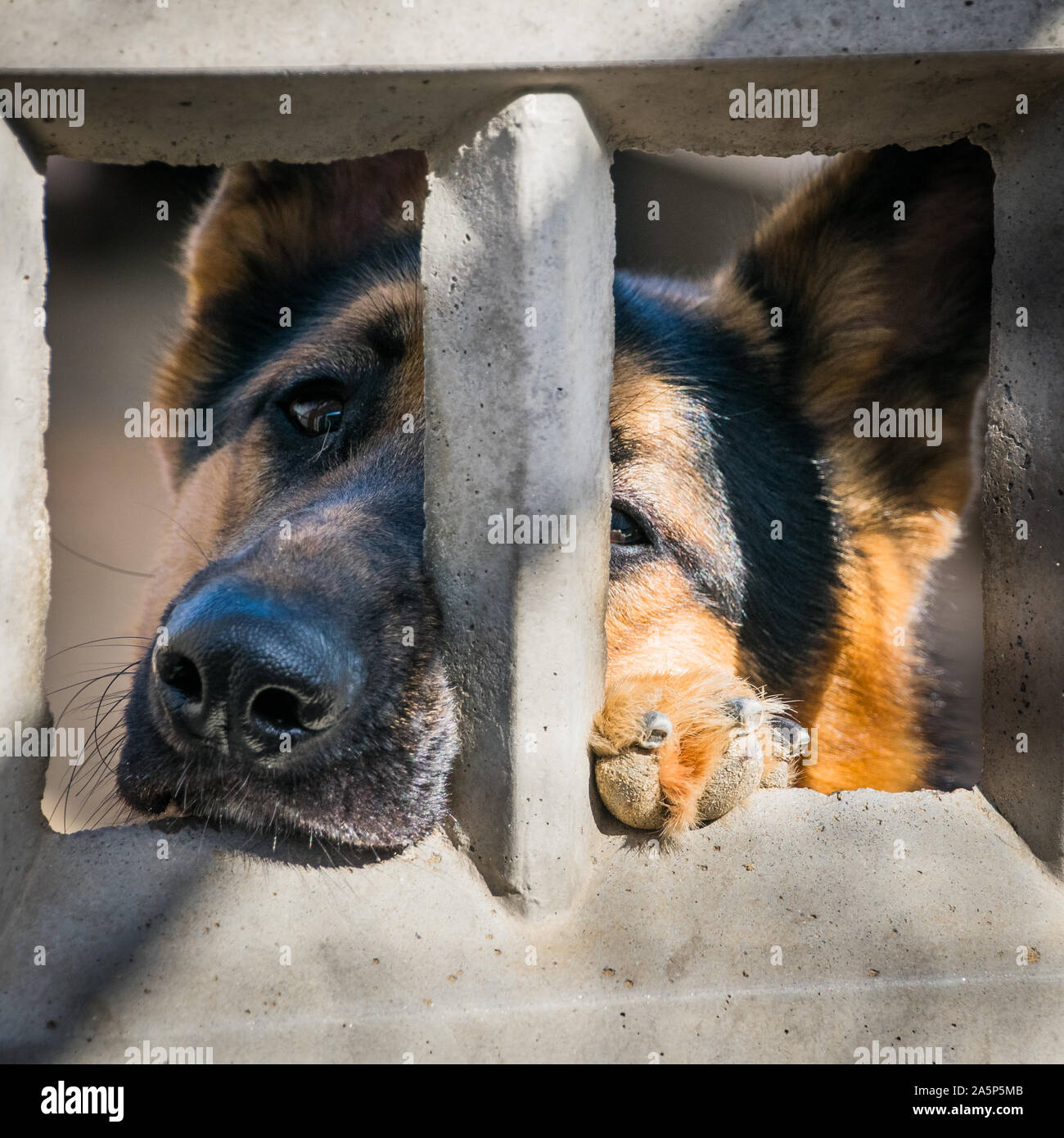 Alsaziano guardando fuori del suo canile al benessere degli animali santuario Foto Stock