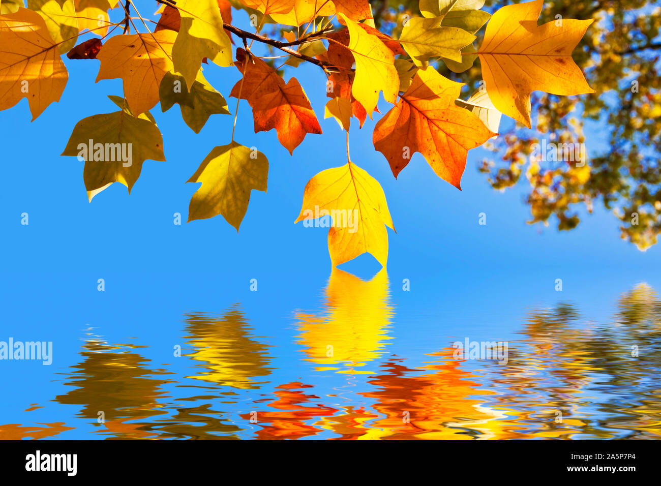Giallo autunnale foglie di acero, cielo blu di sfondo acqua e riflessioni Foto Stock