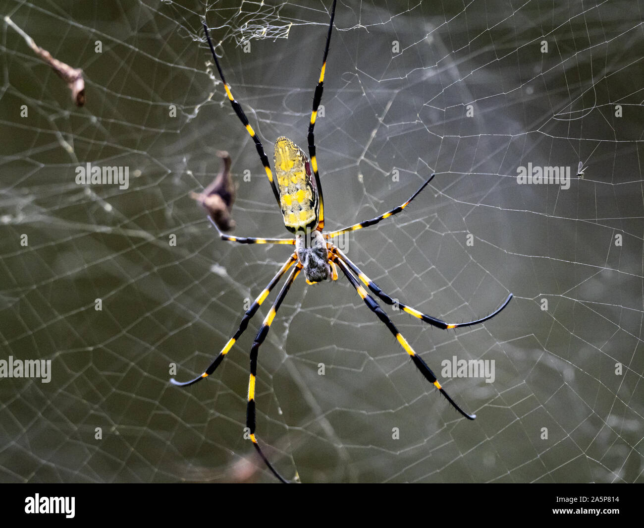Un Nephila clavata, un tipo di orb weaver spider nativa per il Giappone in cui esso è chiamato joro-gumo o joro spider, attende nel suo web per la preda. Foto Stock