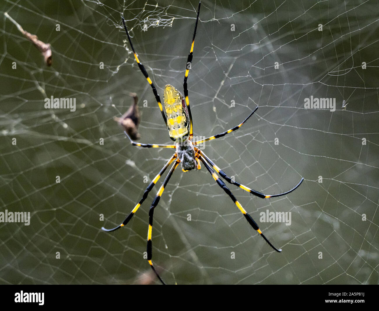 Un Nephila clavata, un tipo di orb weaver spider nativa per il Giappone in cui esso è chiamato joro-gumo o joro spider, attende nel suo web per la preda. Foto Stock