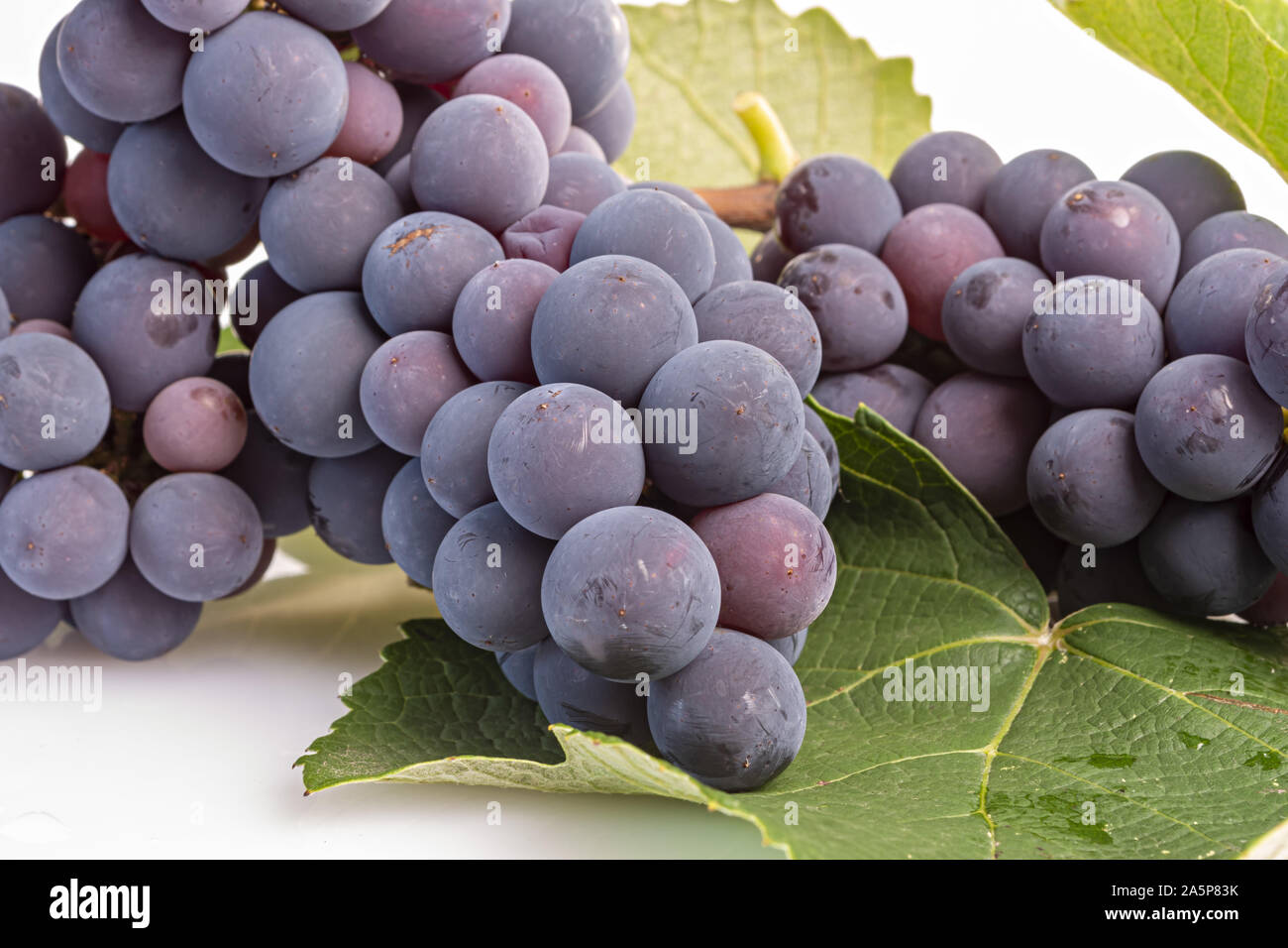 Uva fragola a causa grappoli con foglie dal basso altra inquadratura Foto Stock