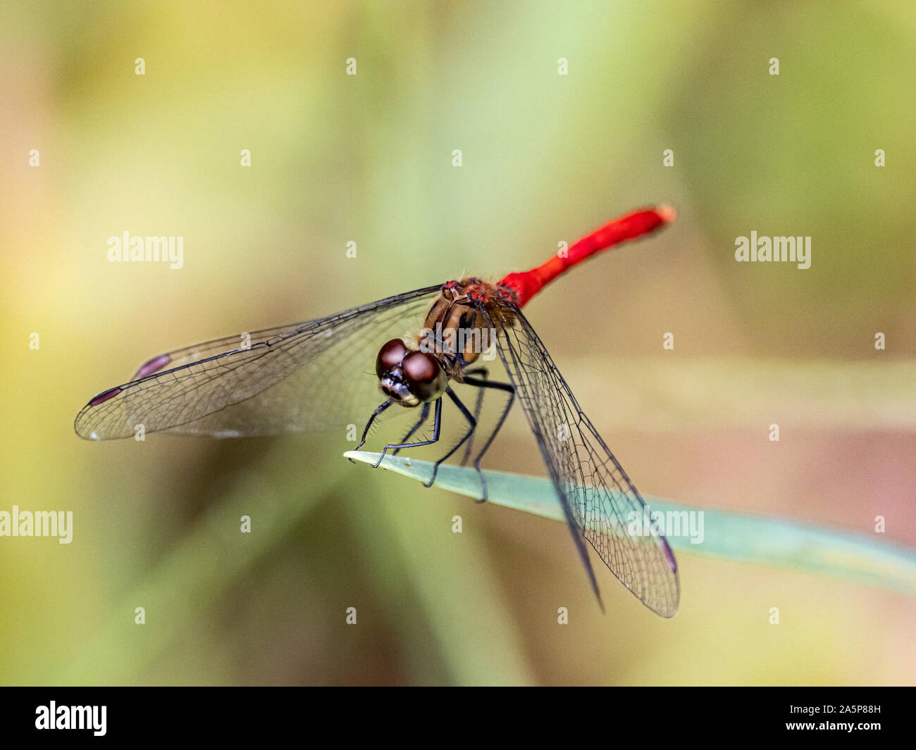 Sympetrum giapponese risi yosico libellule, parte di una famiglia di libellule noto come darters o meadowhawks, posatoi su una foglia in un parco giapponese. Foto Stock
