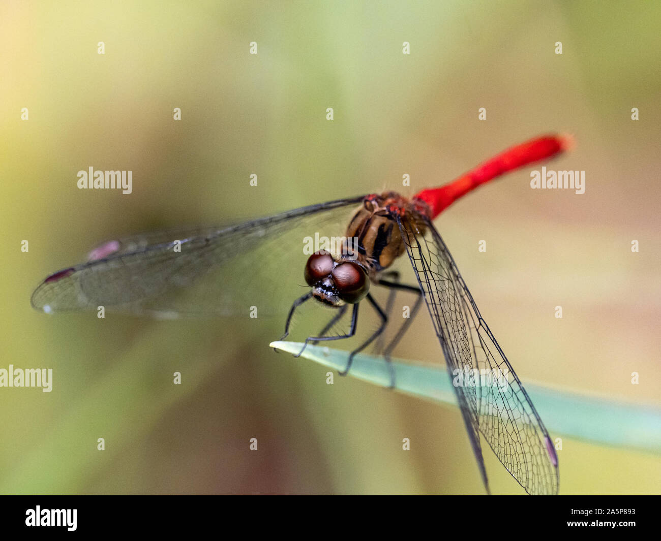 Sympetrum giapponese risi yosico libellule, parte di una famiglia di libellule noto come darters o meadowhawks, posatoi su una foglia in un parco giapponese. Foto Stock
