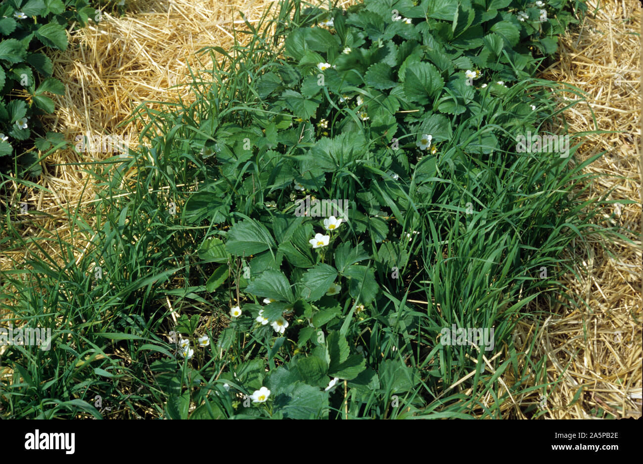 Infestamento severo del lettino, la contrazione o quackgrass (Agropyron repens) erba perenne delle erbe infestanti in un raccolto di fragole Foto Stock