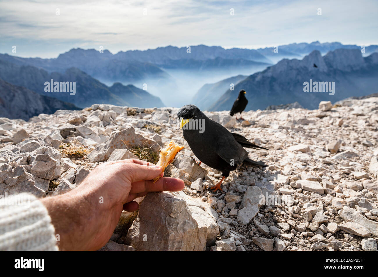 Alimentazione di giallo-fatturati gracchio corallino della mano sulla parte superiore del picco di montagna Foto Stock