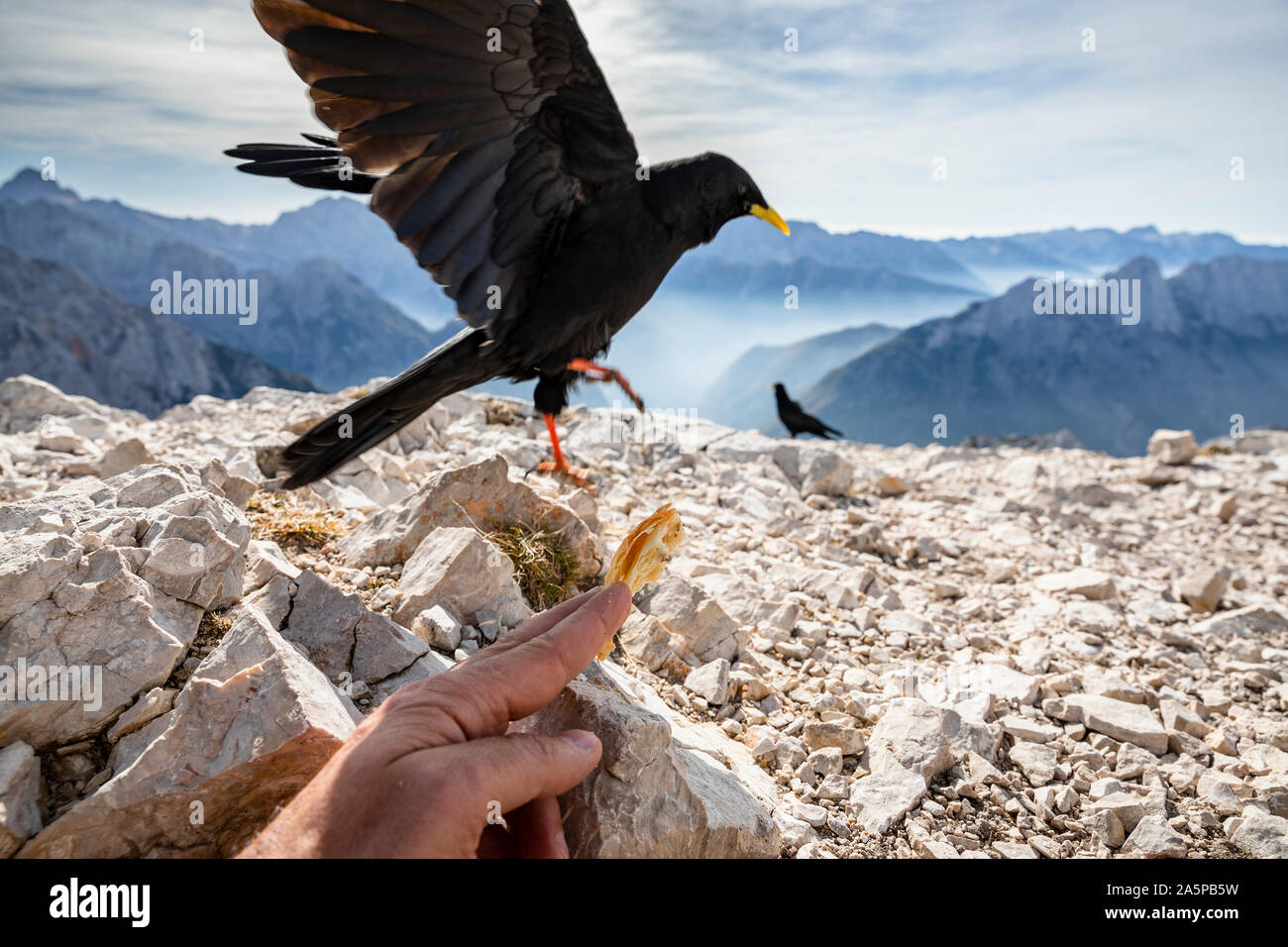 Alimentazione di giallo-fatturati gracchio corallino della mano sulla parte superiore del picco di montagna Foto Stock