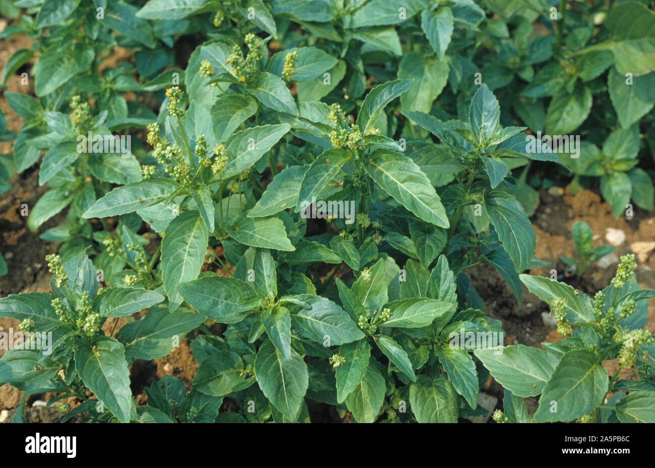 Annuale di mercurio (Mercurialis annua) in fiore, Champagne, Francia Foto Stock