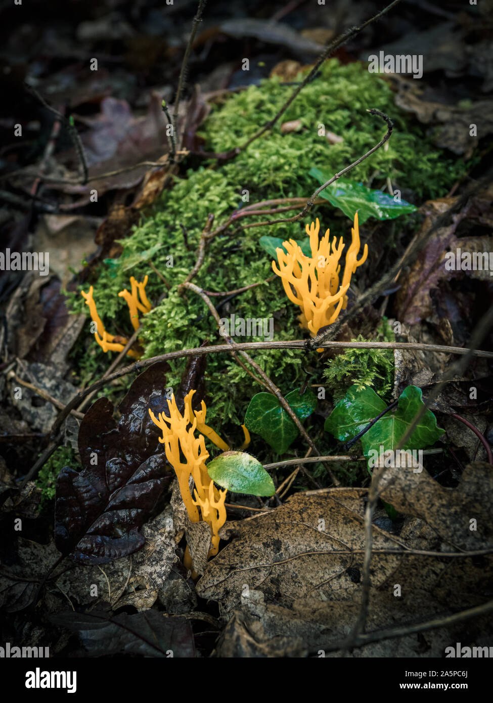 Strano funghi selvatici che crescono in foresta durante l'autunno Foto Stock