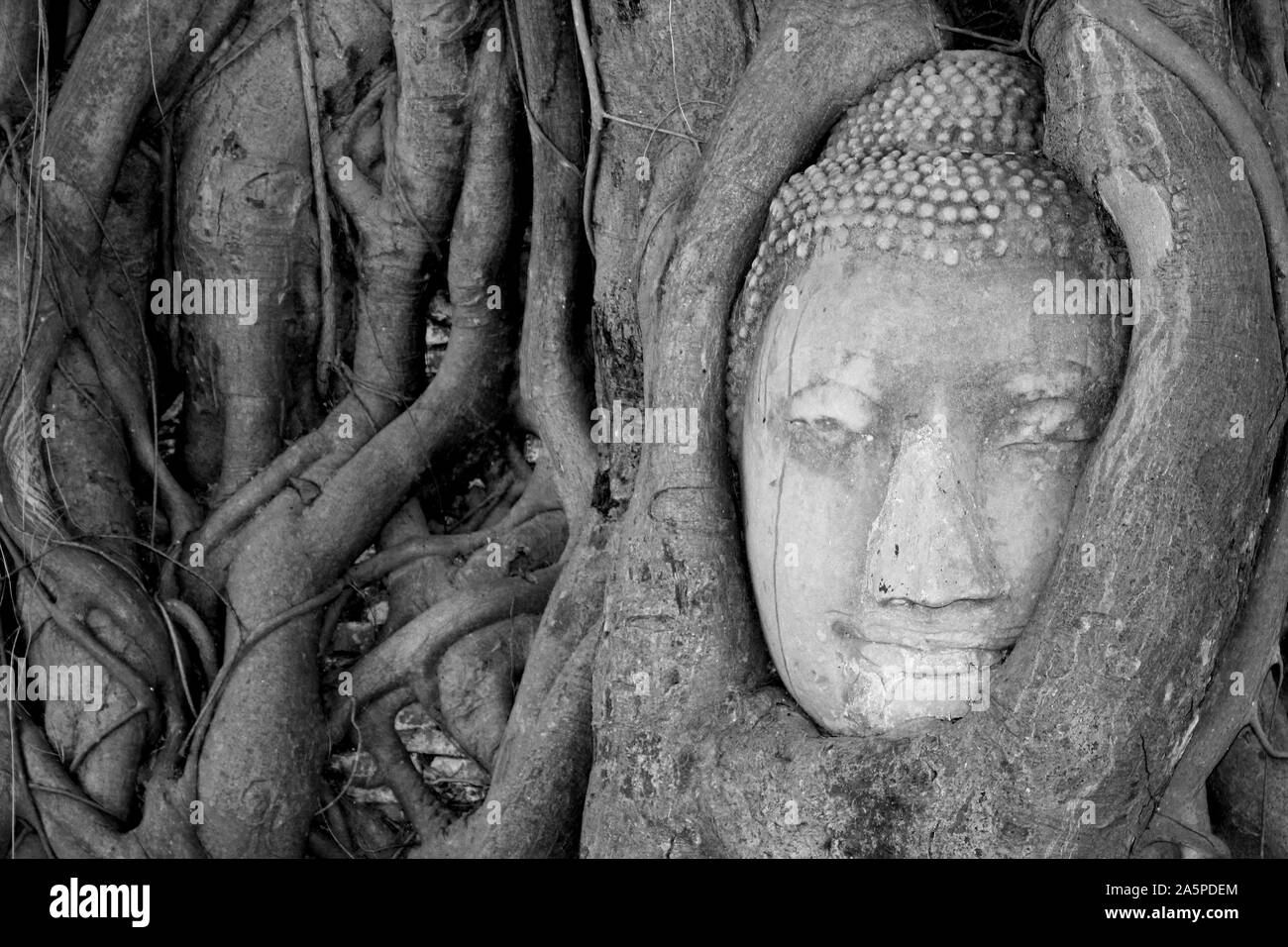 Testa di Buddha intrecciano nelle radici di un Banyan Tree, Wat Mahathat, Ayutthaya, Thailandia Foto Stock
