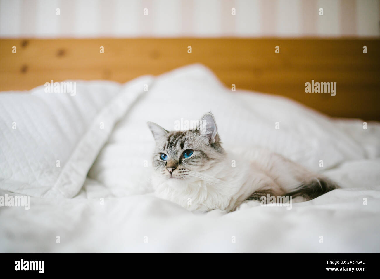 Gatto sul letto Foto Stock