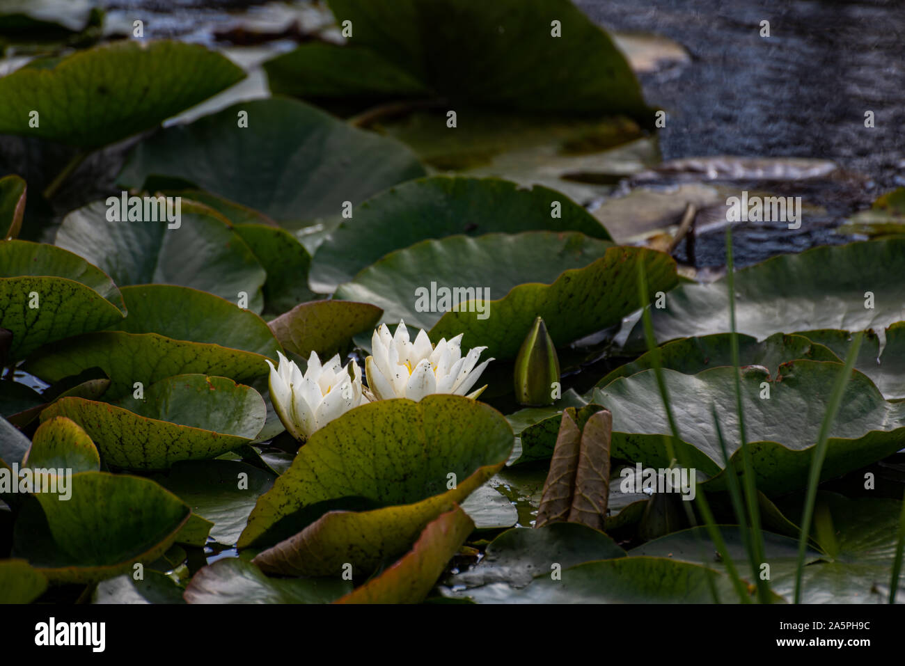 Una ninfea bianca tra il verde di ninfee in uno stagno. Foto Stock