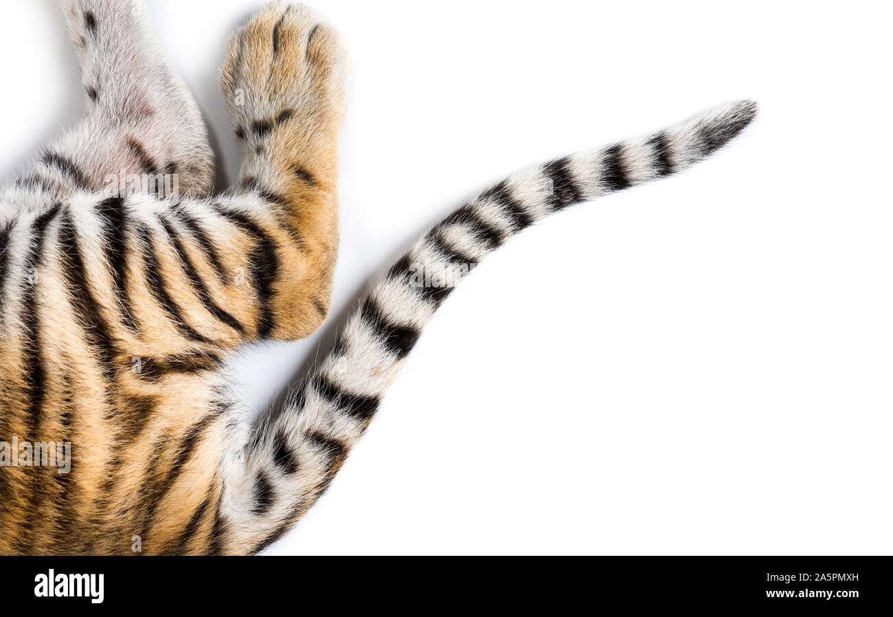 Chiudere fino a due mesi di età cuccioli di tigre di coda bianca in studio Foto Stock