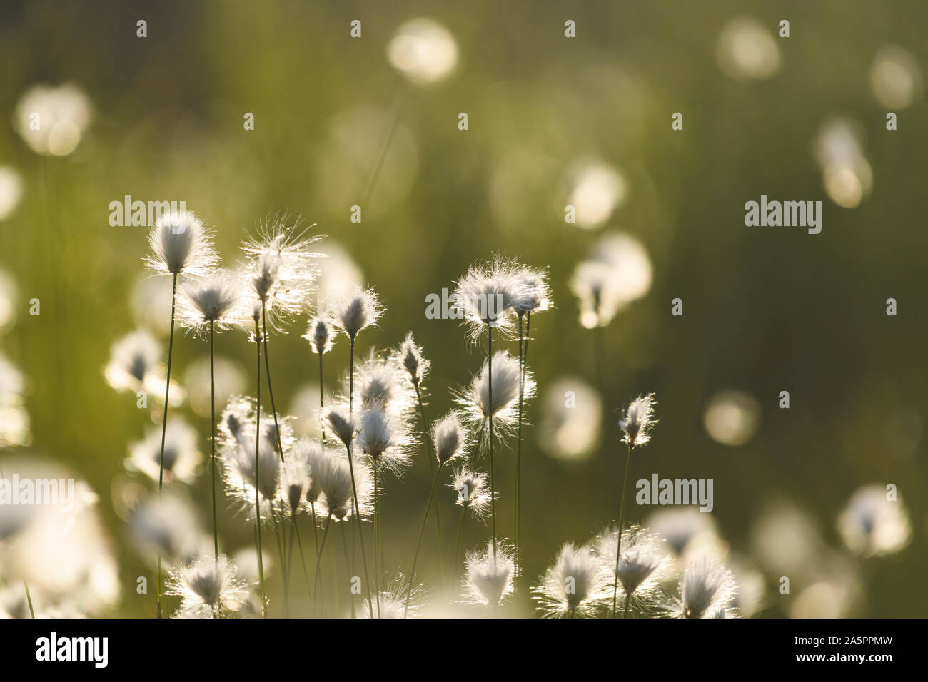 Close-up di vegetali al giorno di sole Foto Stock