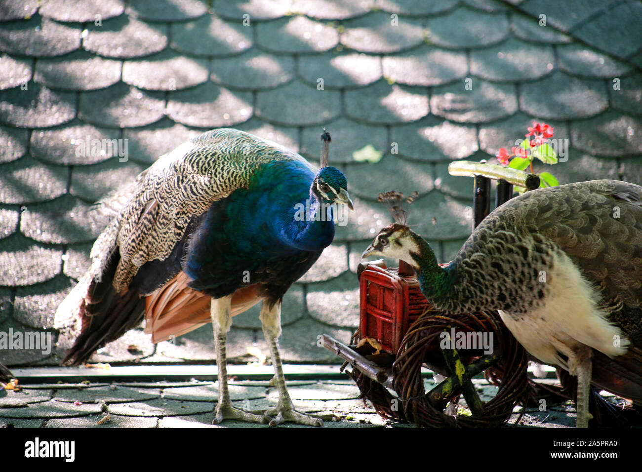 Coppia di pavoni. Coppia di pavoni in love affair, corteggiare e coniugati sul tetto, gode nella bella giornata di sole. Impressionante generi differenti di uccello. Foto Stock