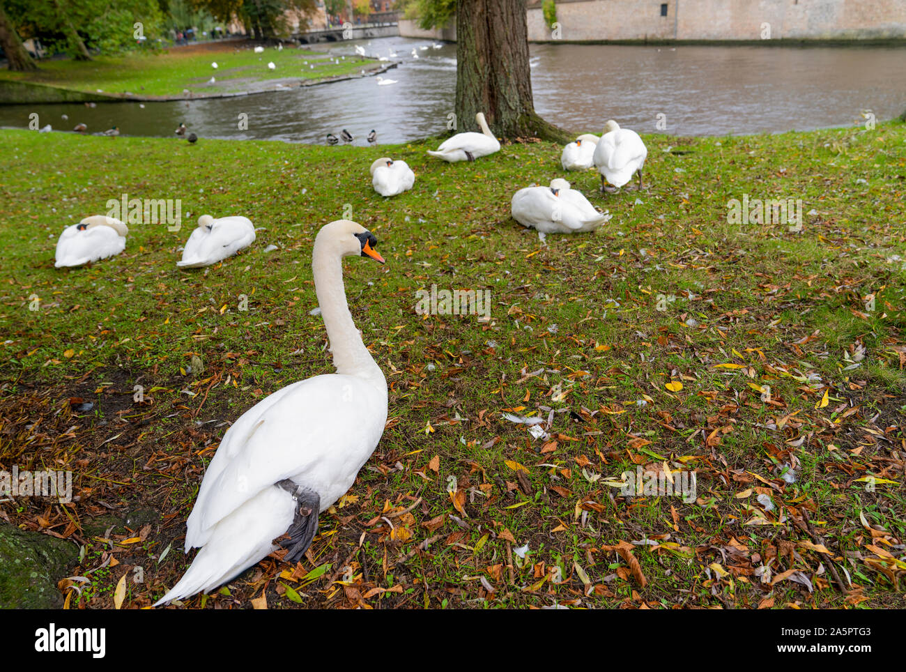Vista della piazza con i cigni vicino al Begijnhof a Bruges, Belgio Foto Stock